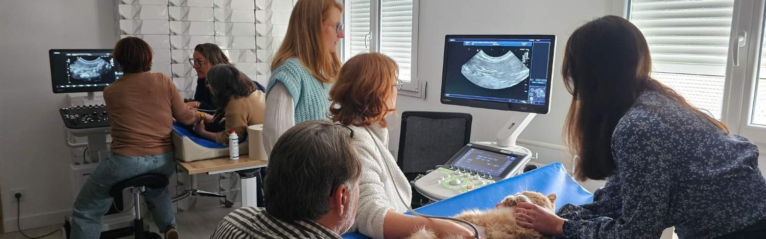 L'importance de la formation continue pour les vétérinaires et ASV