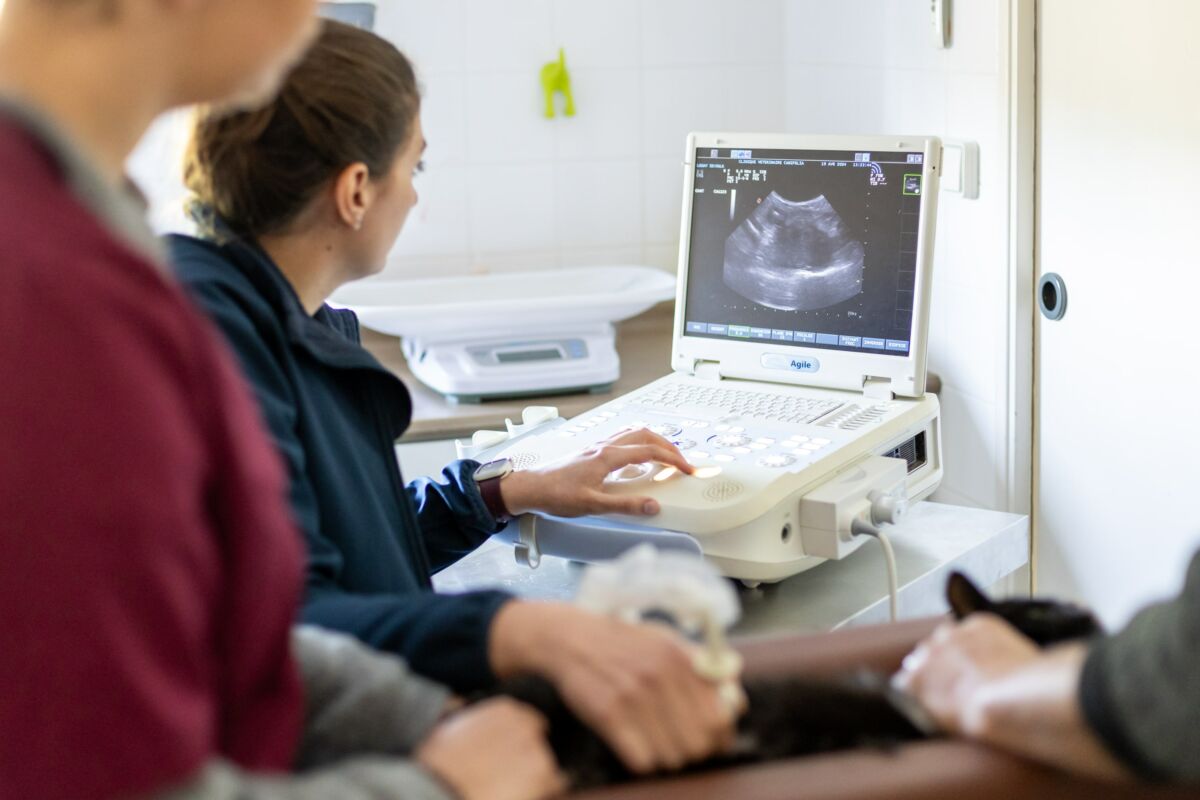 Echographie, clinique canifelia, groupe vétérinaire fovéa