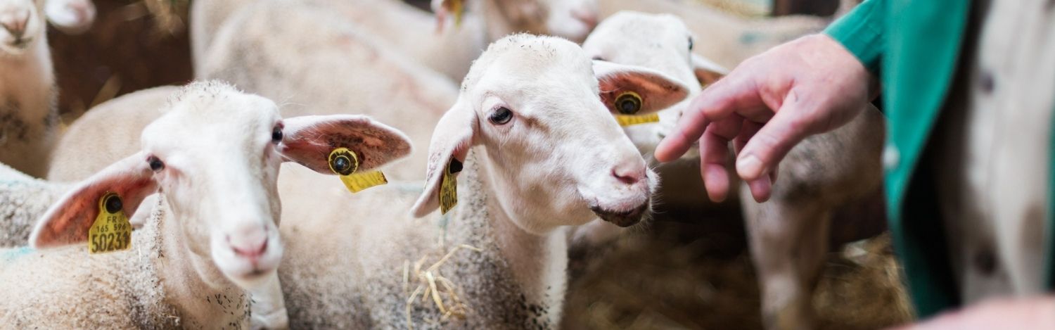 L’importance des vétérinaires ruraux en France