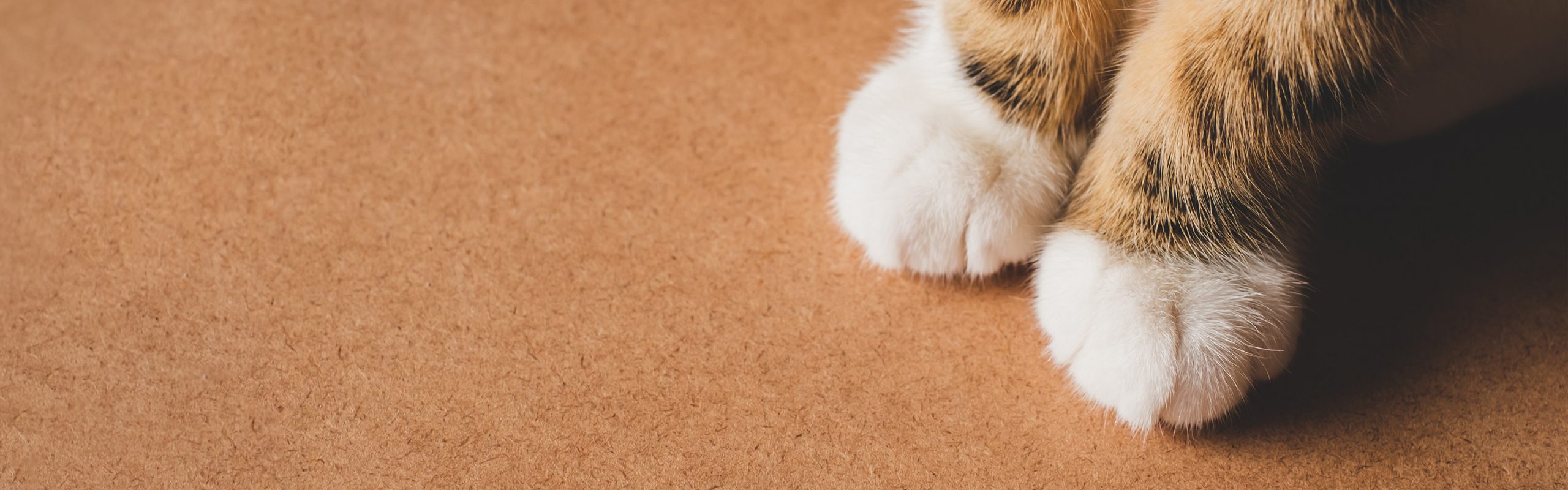 Accompagnement fin de vie chat