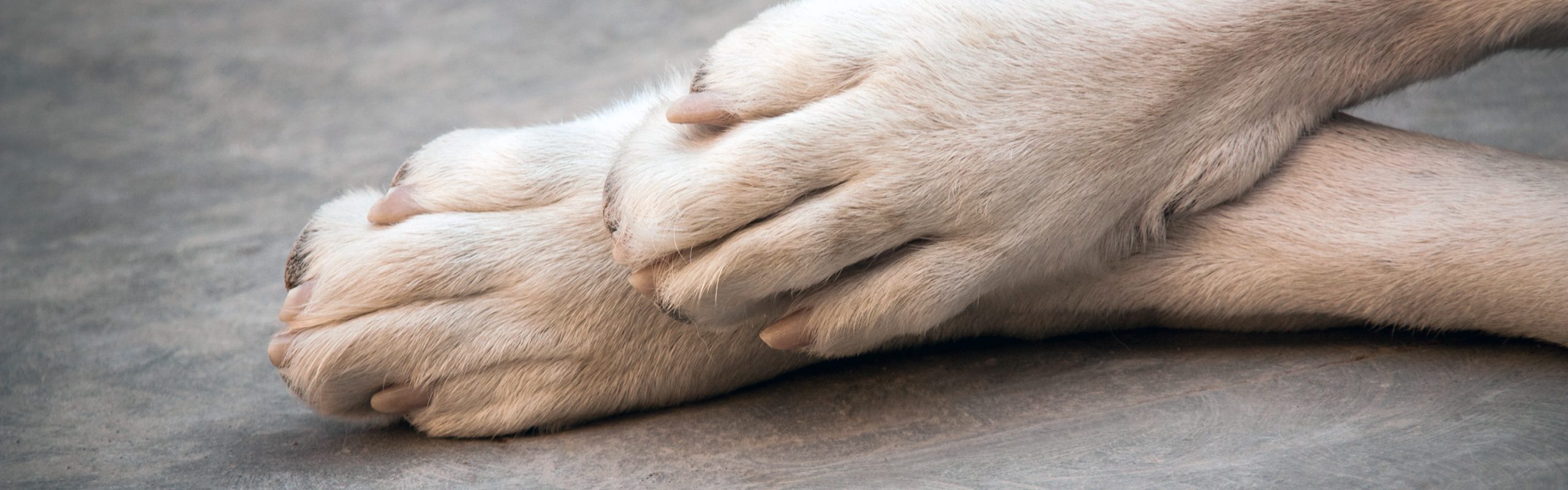 Accompagnement fin de vie chien