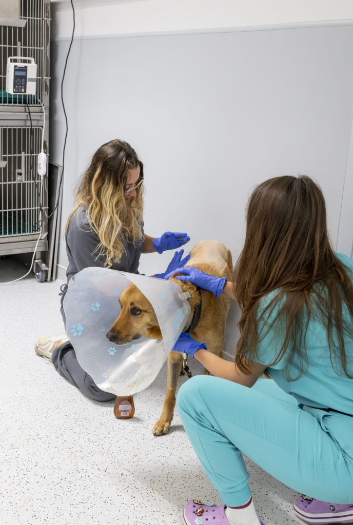 Soin chien Bordeaux Sud