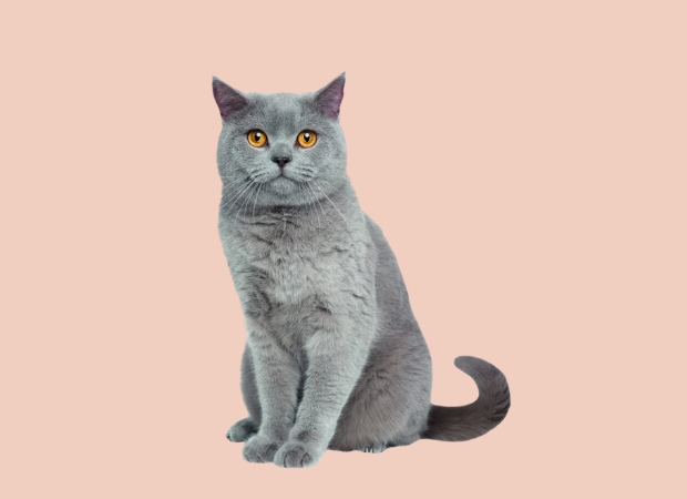 Chartreux