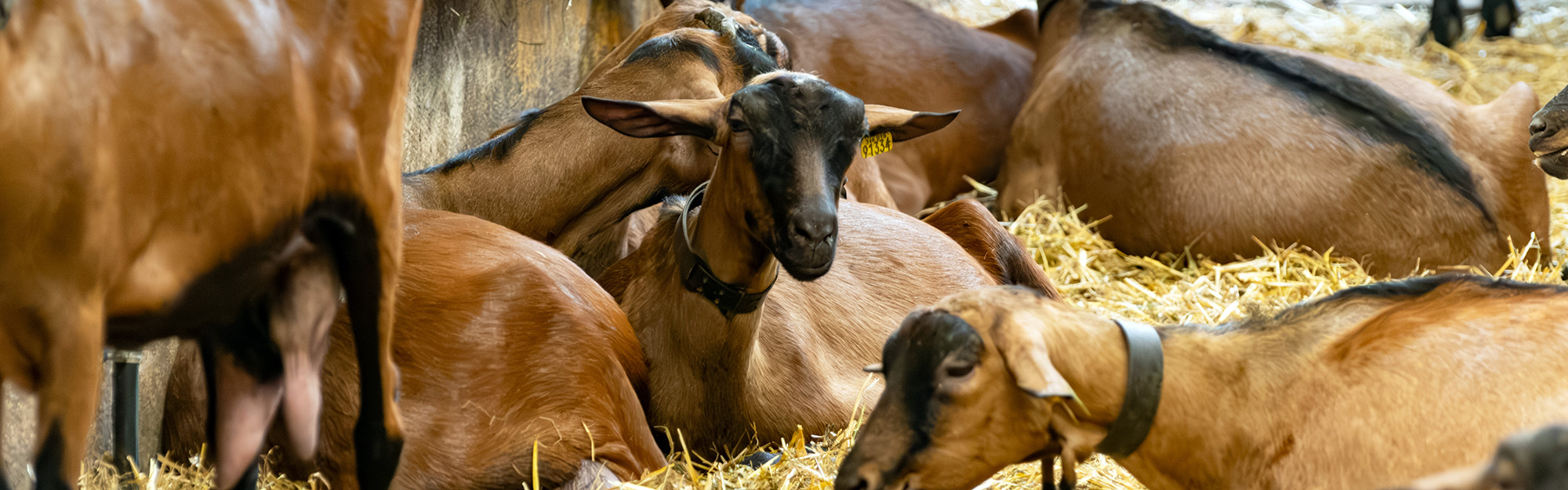 Chirurgie vétérinaire en élevage
