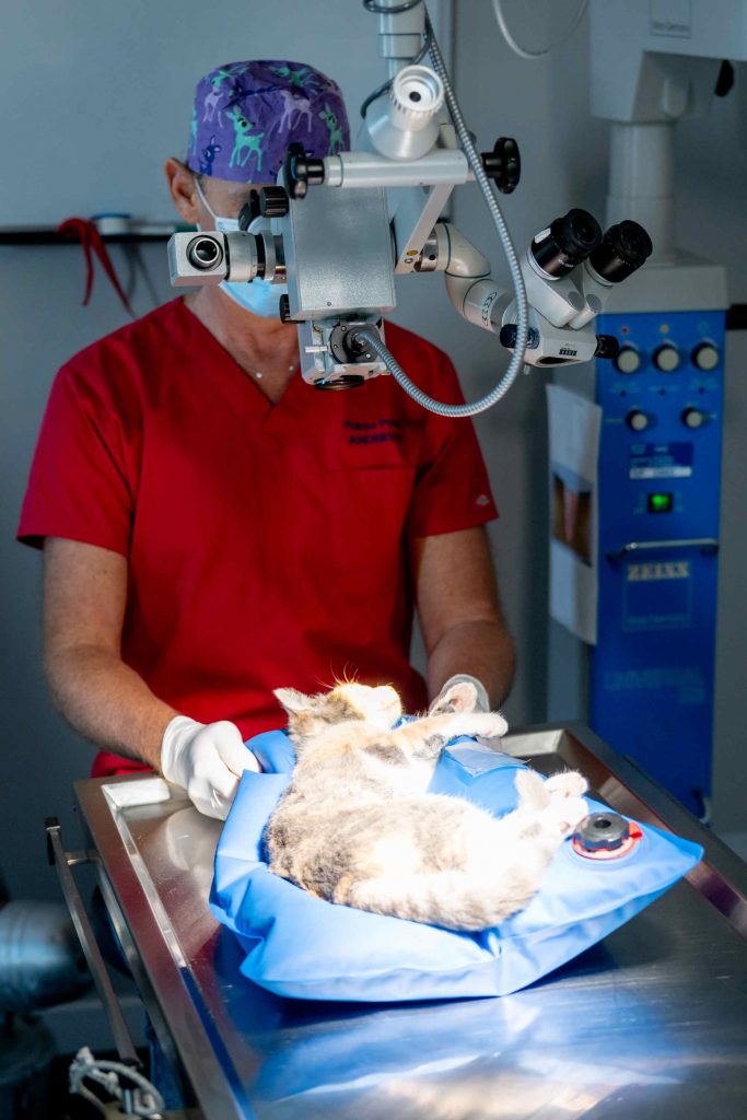 Consultation chat clinique Andervet