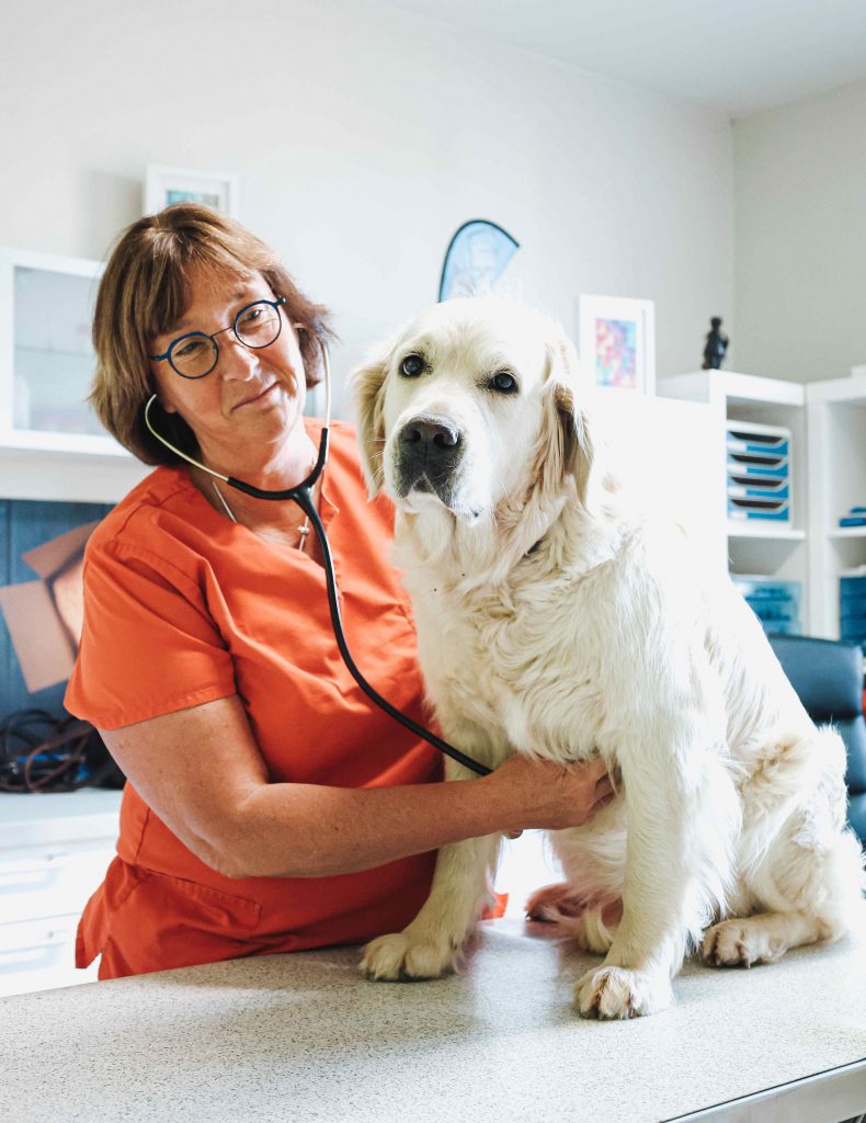 Consultation chien clinique Beaune à Chissay en Touraine