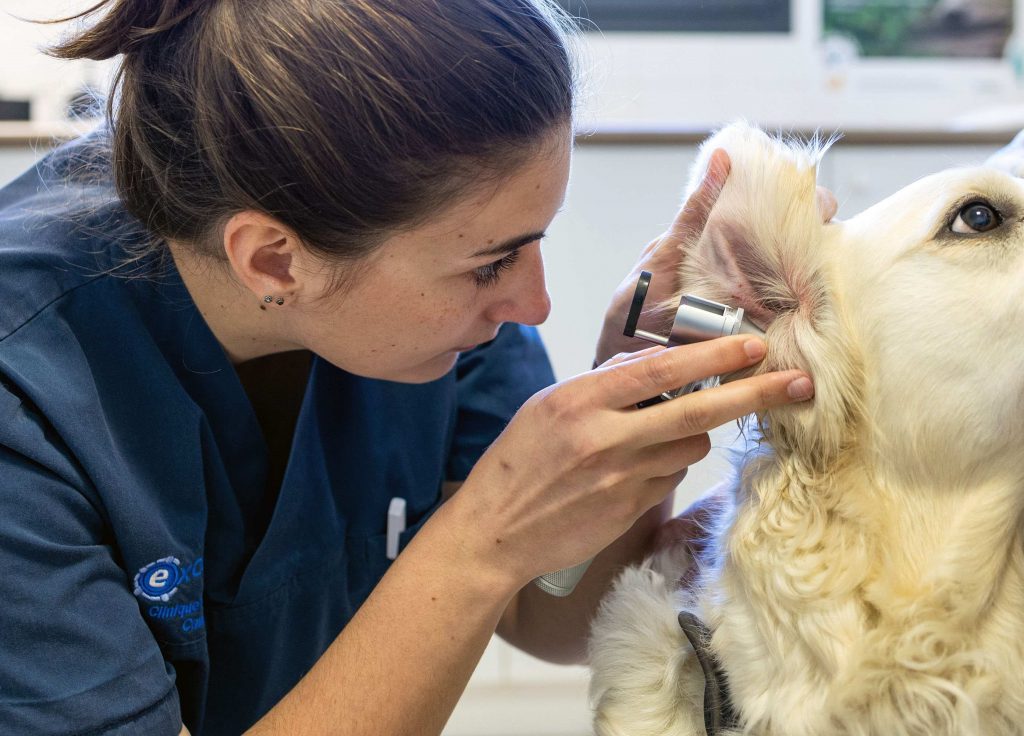 Consultation générale vétérinaire clinique Canifelia