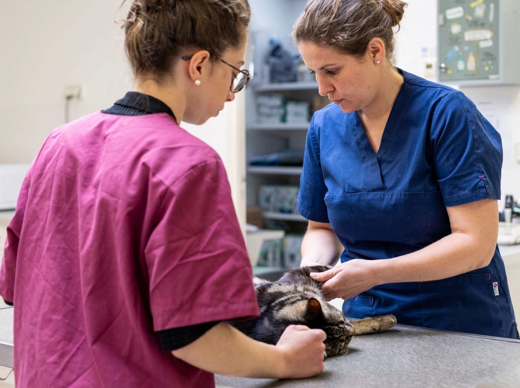 Consultation vétérinaire pour chat clinique Canifelia