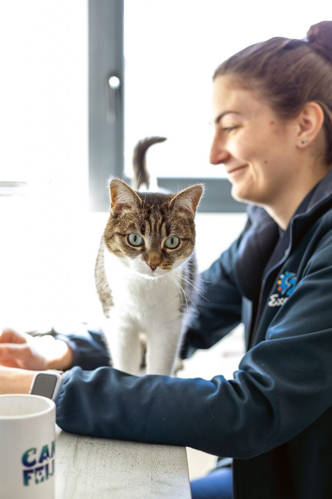 Chat clinique Canifelia