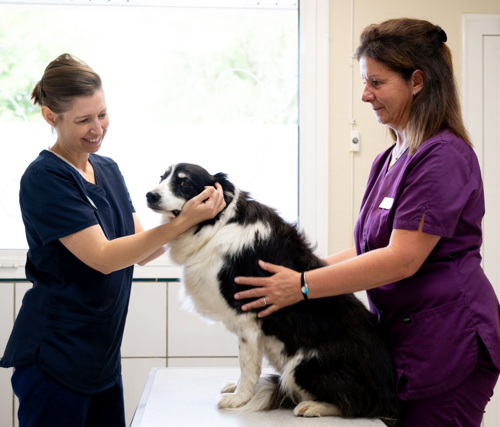 Consultation générale clinique CastelnauVet'