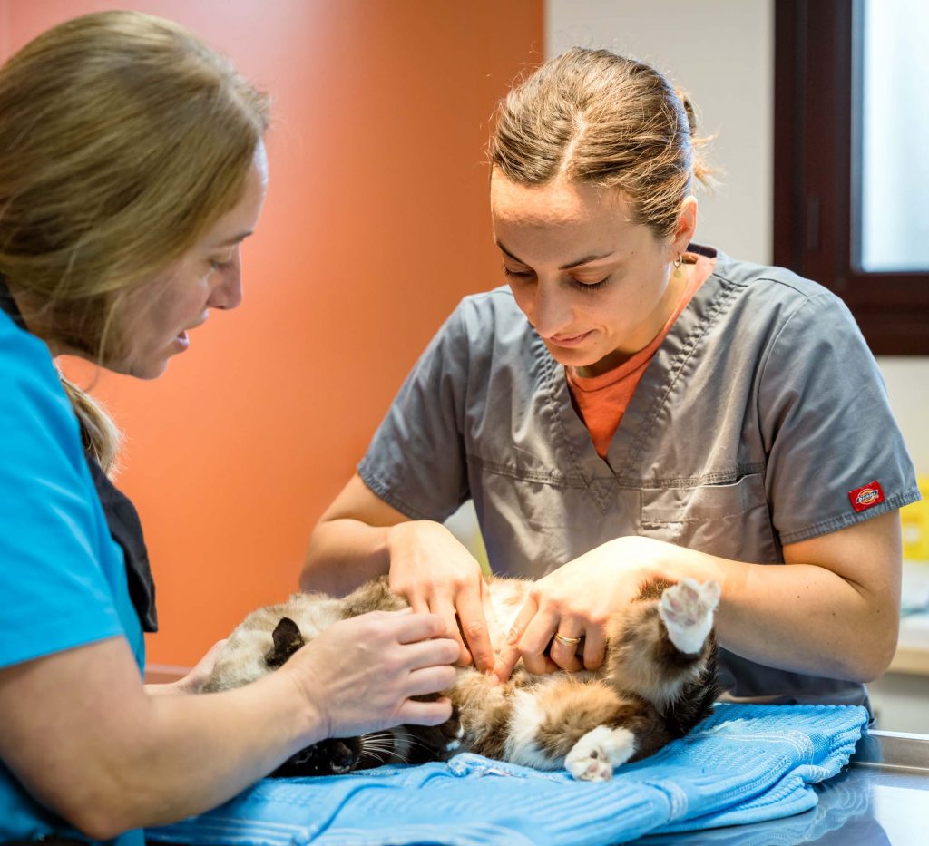 Consultation générale clinique de Corlay