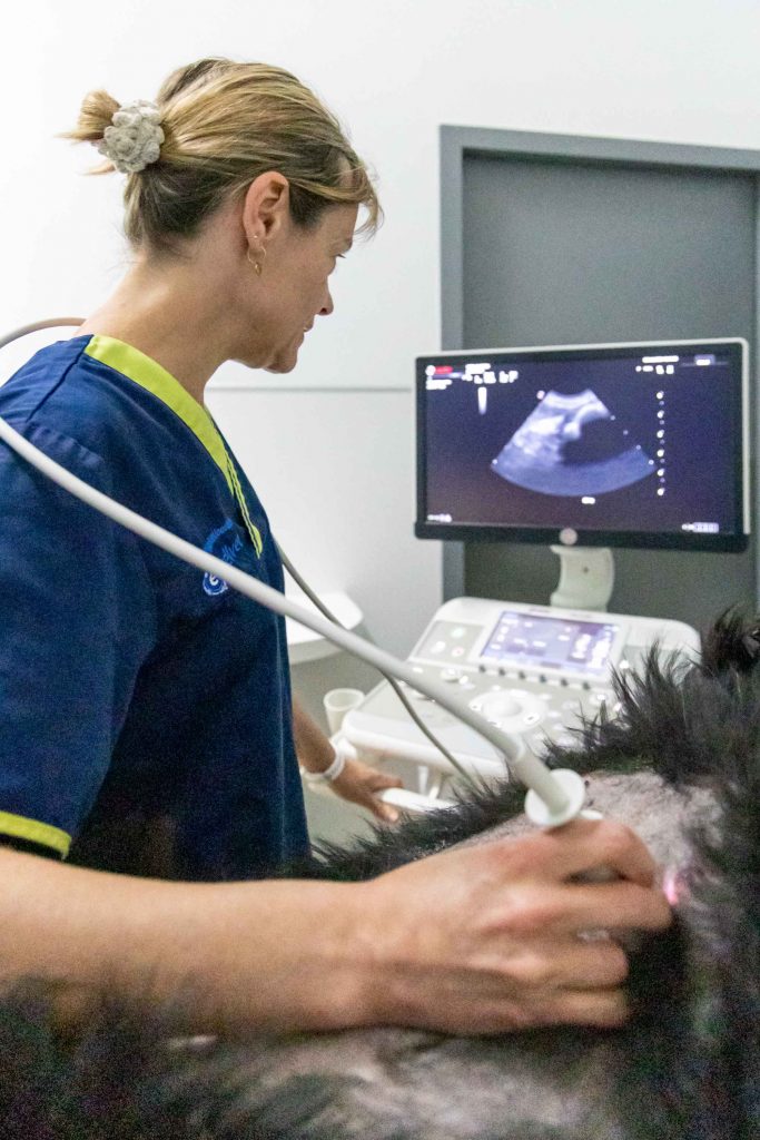 Echographie clinique vétérinaire des Alouettes Cholet