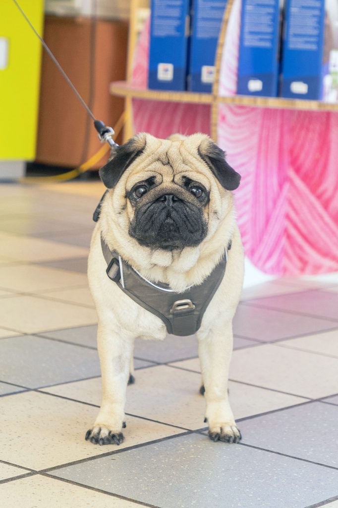 Accueil clinique vétérinaire des Bords de l'Adour