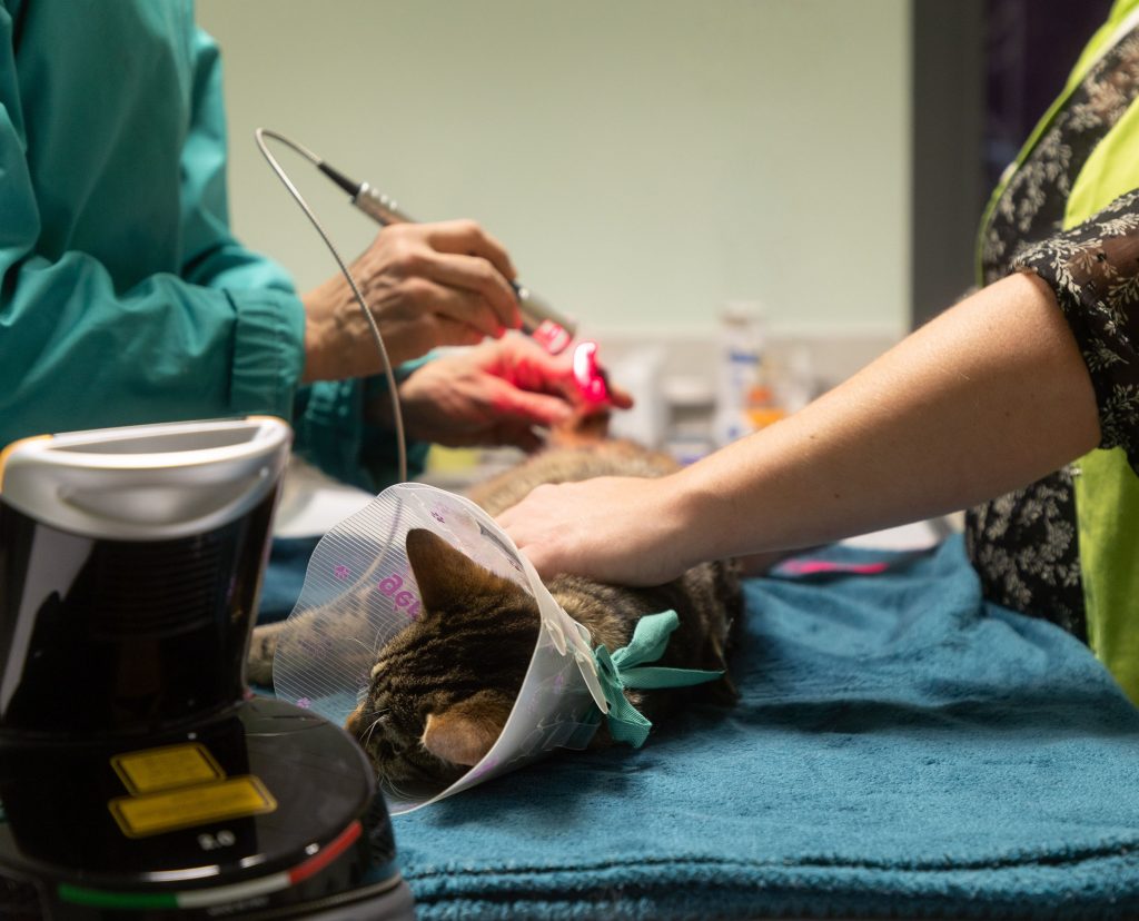 Thérapie laser clinique vétérinaire des Bords de l'Adour