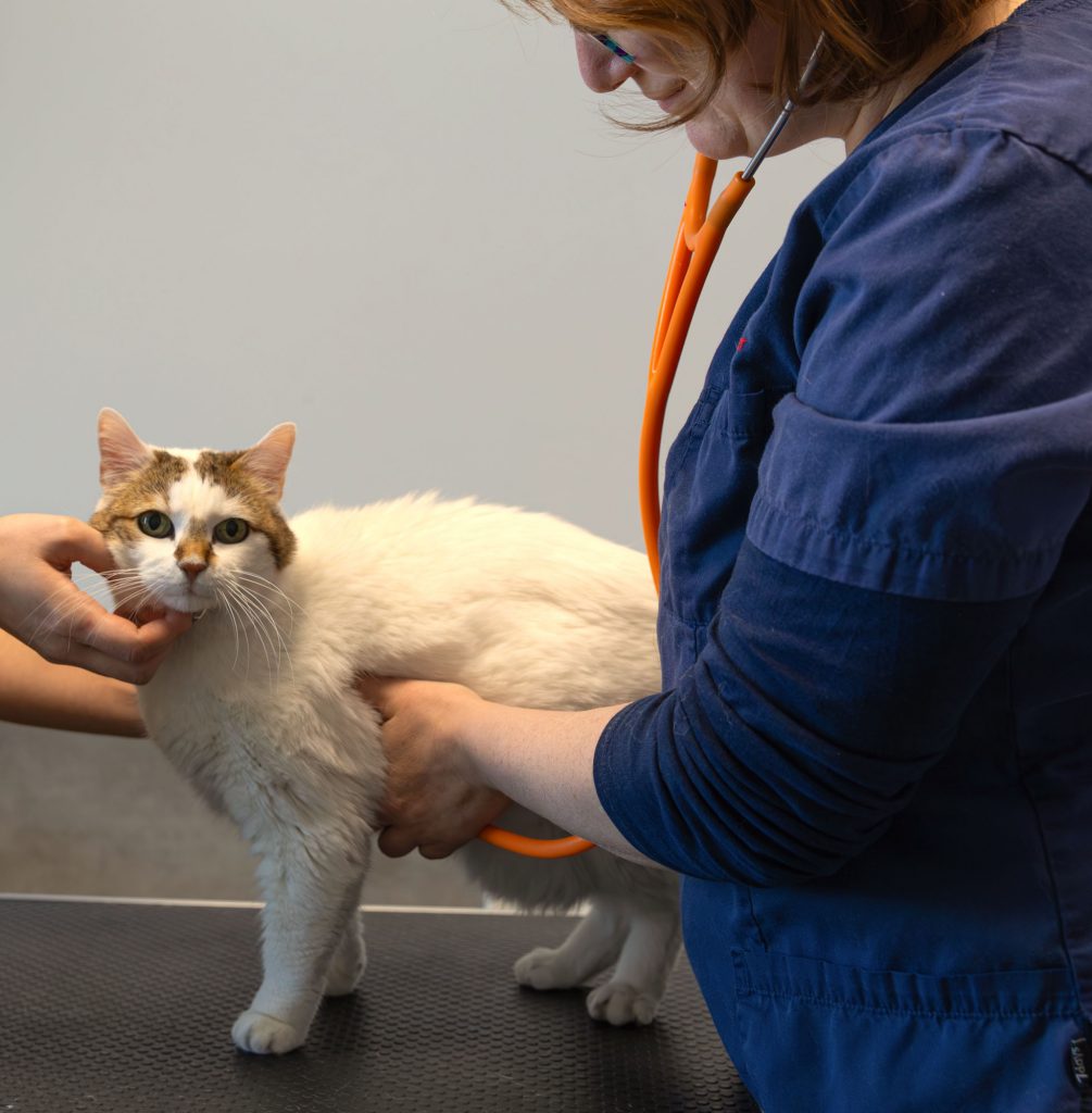 Consultation chat clinique vétérinaire du Chien Rouge