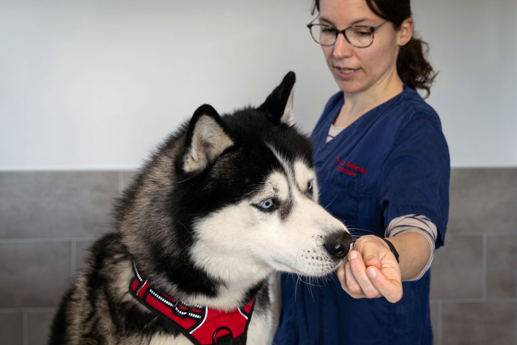 Consultation générale clinique vétérinaire du Chien Rouge