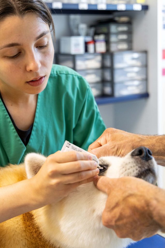 Soin chien clinique vétérinaire des Collines
