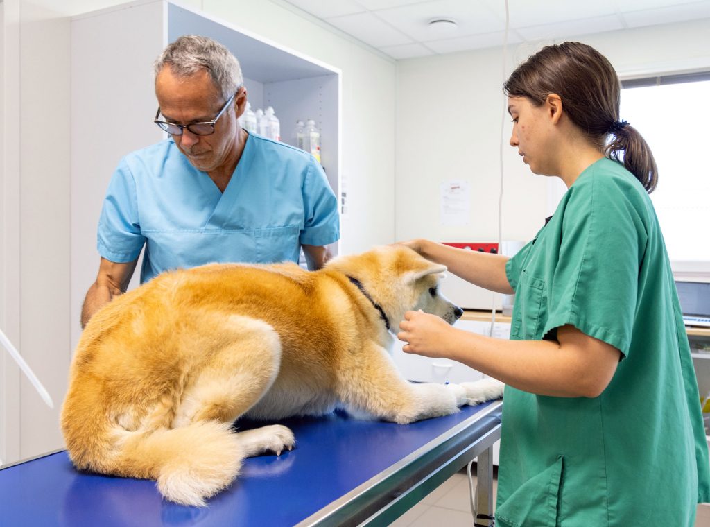 Consultation générale clinique vétérinaire des Collines