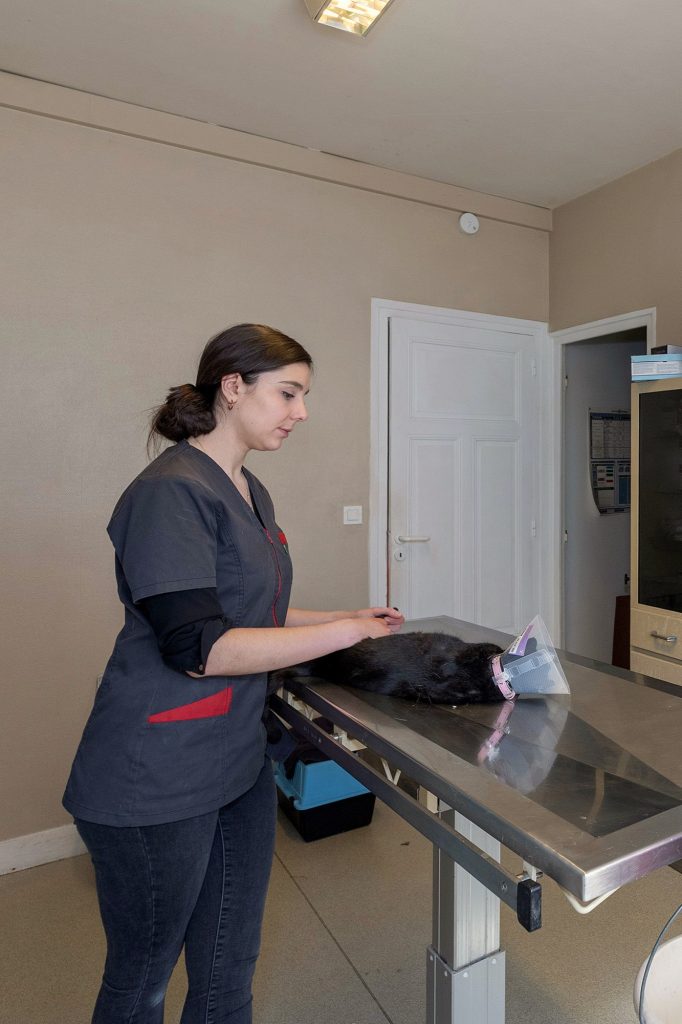 Consultation chat clinique vétérinaire des Genêts Fleuris