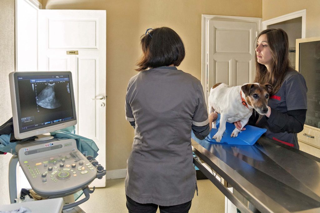 Echographie clinique vétérinaire des Genêts Fleuris