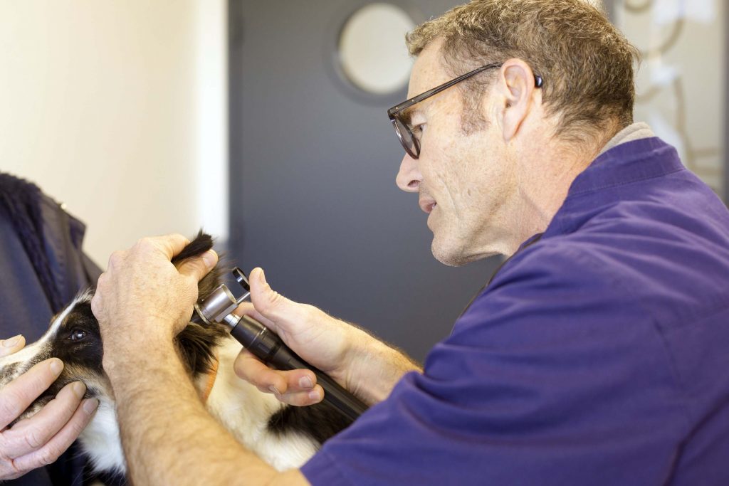 Consultation générale clinique vétérinaire du Gypaète