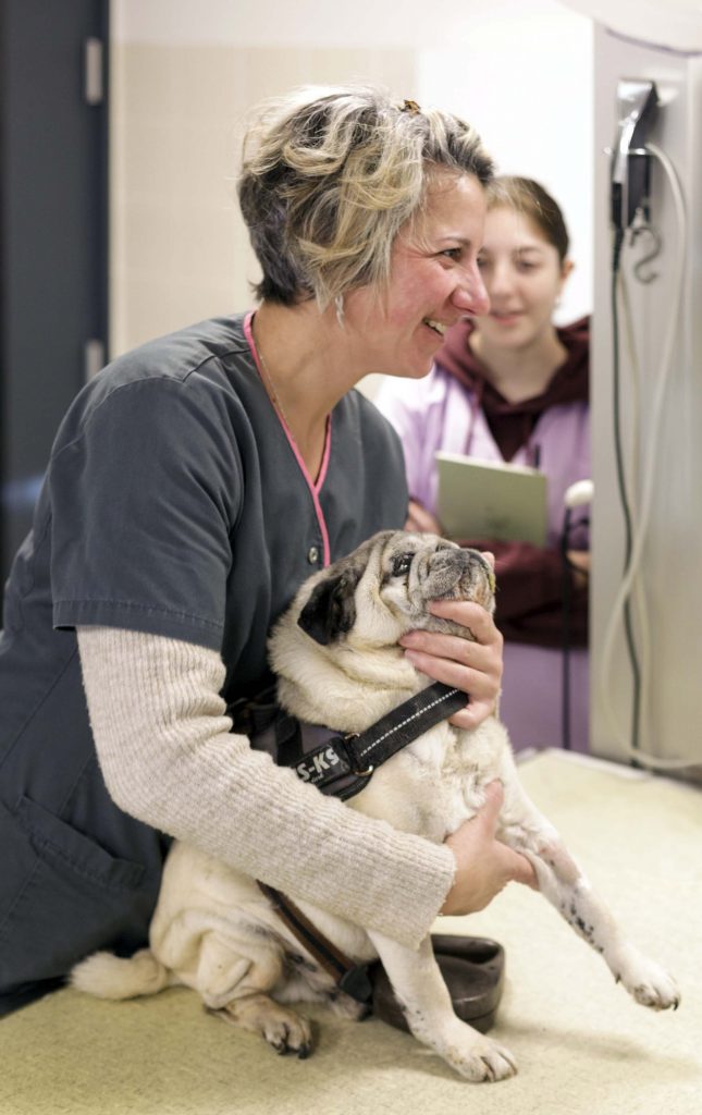 Rayon x clinique vétérinaire du Gypaète