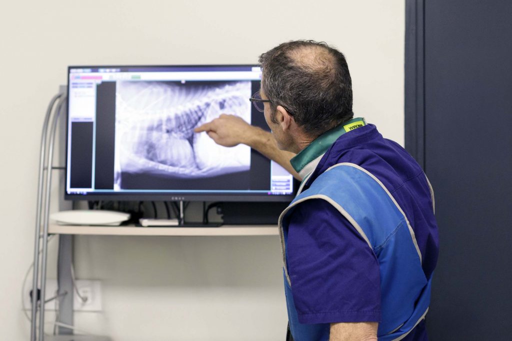 Imagerie médicale clinique vétérinaire du Gypaète