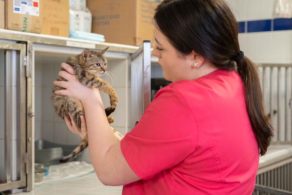 Hospitalisation clinique vétérinaire de la Forêt