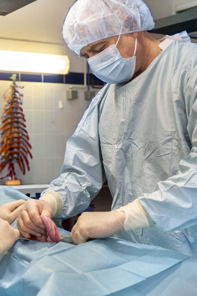 Chirurgie clinique vétérinaire de la Forêt