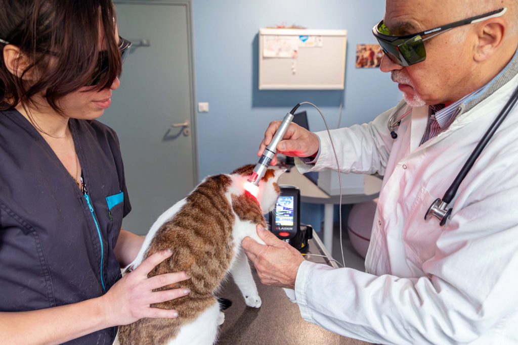 Thérapie laser clinique vétérinaire du Lac