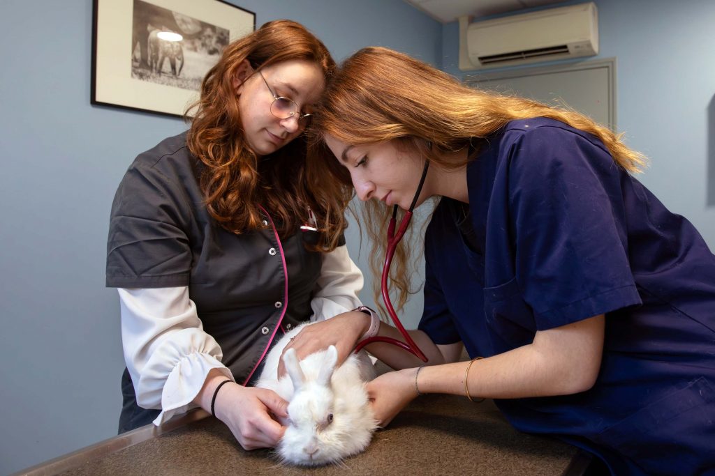 Consultation NAC clinique vétérinaire du Lac