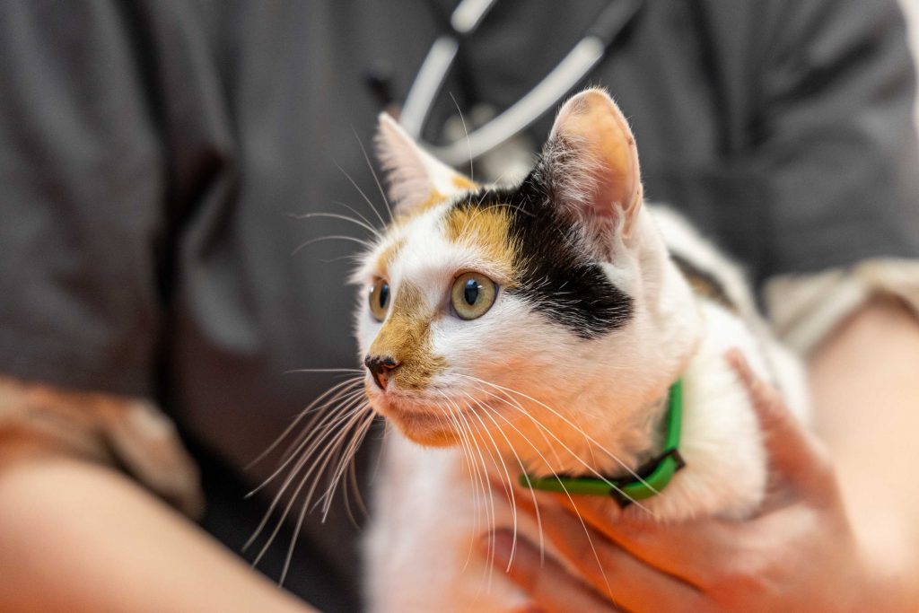 Consultation chat clinique vétérinaire Léonard de Vinci, St Pierre Montlimart