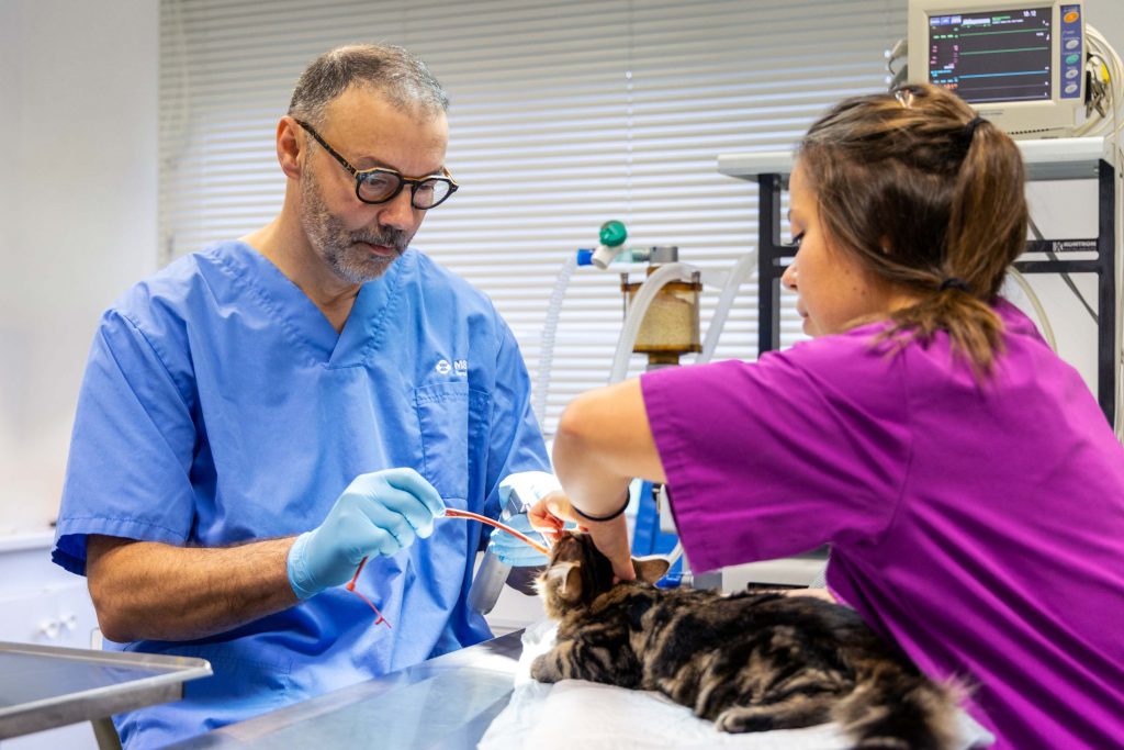 Chirurgie clinique vétérinaire Léonard de Vinci, St Pierre Montlimart
