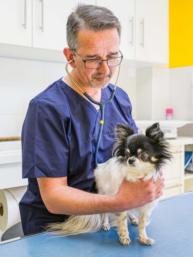 Consultation chien clinique vétérinaire de Louans