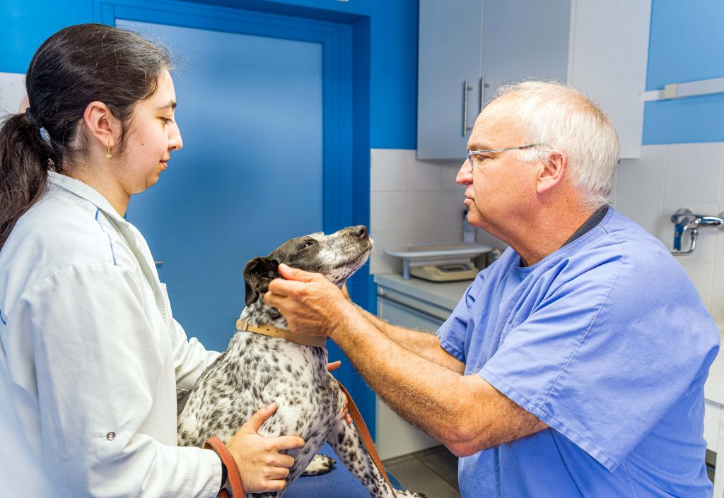 Consultation générale clinique vétérinaire de Louans