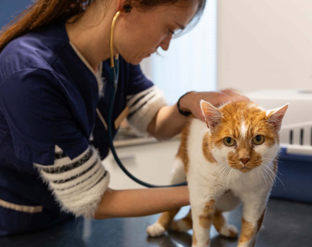 Consultation générale clinique vétérinaire des Perrières
