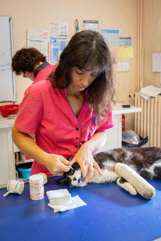 Soin chat clinique vétérinaire des Quais