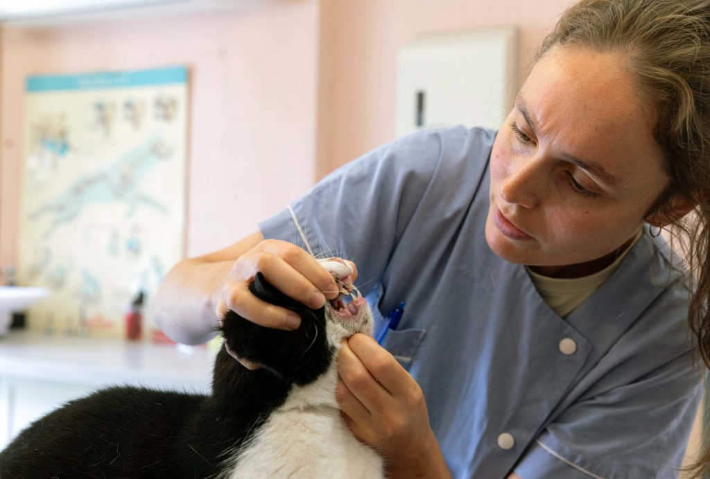 Dentisterie clinique vétérinaire des Quais