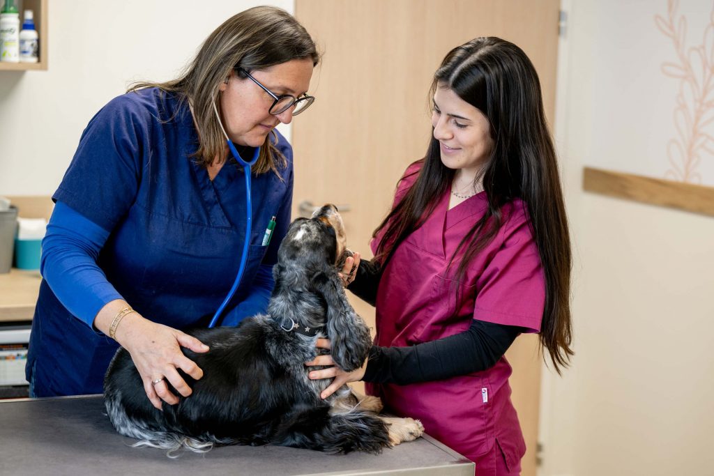 Consultation générale clinique vétérinaire R'Vet