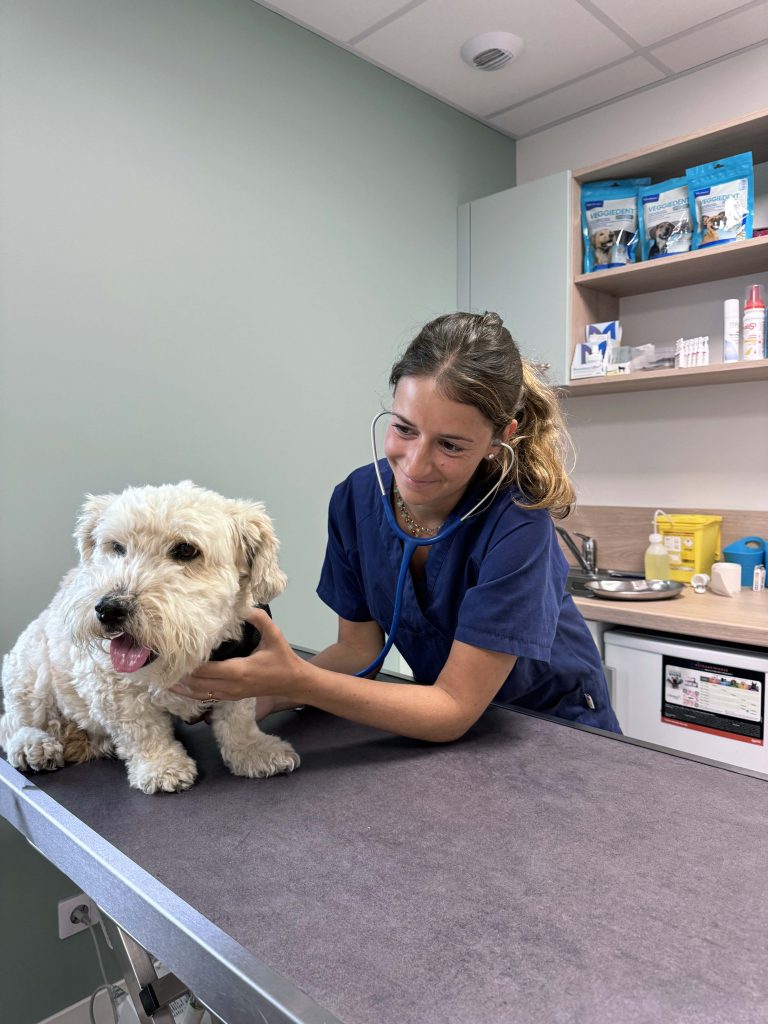 Consultation chien clinique vétérinaire R'Vet