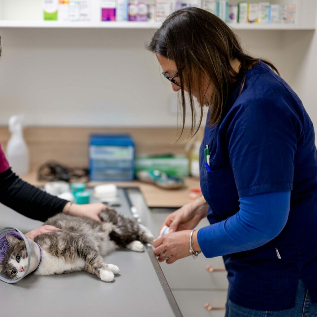 Consultation chat clinique vétérinaire R'Vet