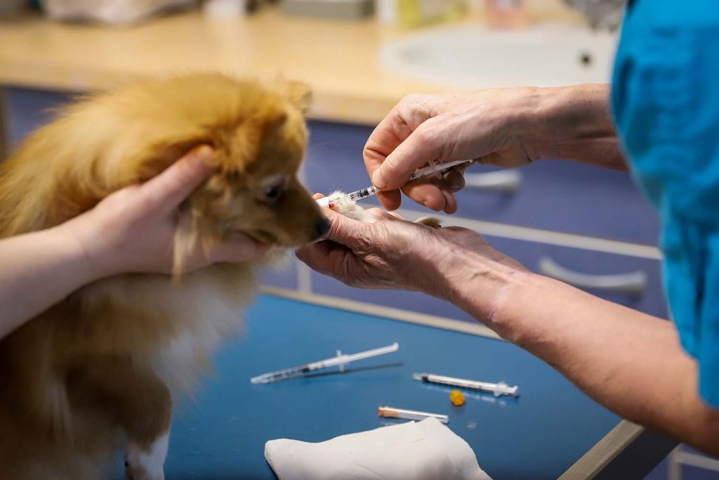 Consultation générale clinique vétérinaire du Val du Cher
