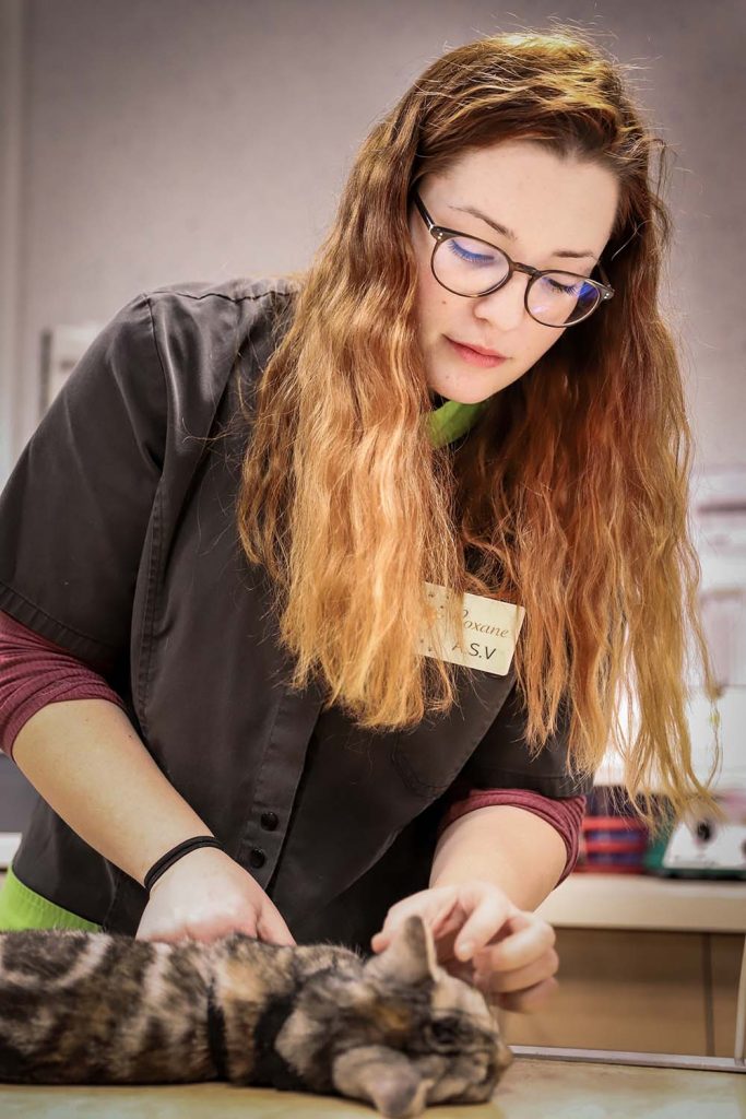 Consultation chat clinique vétérinaire du Val du Cher