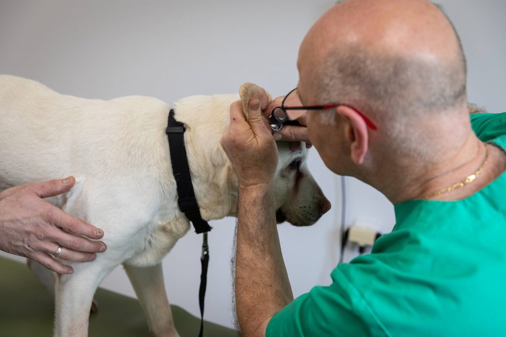 Consultation générale clinique vétérinaire Vet'Romo