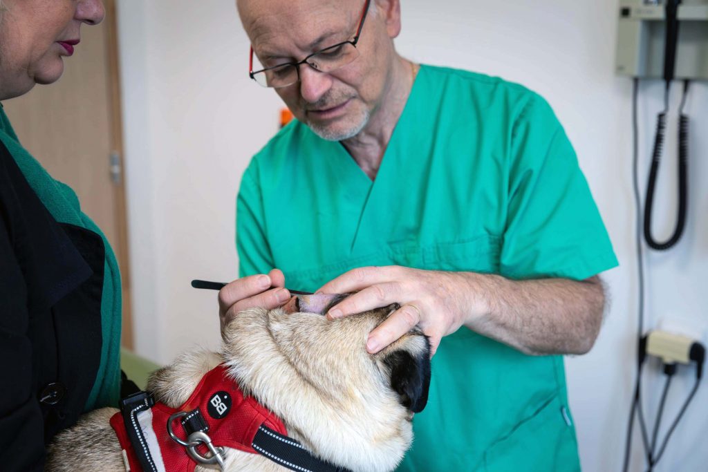 Dermatologie clinique vétérinaire Vet'Romo