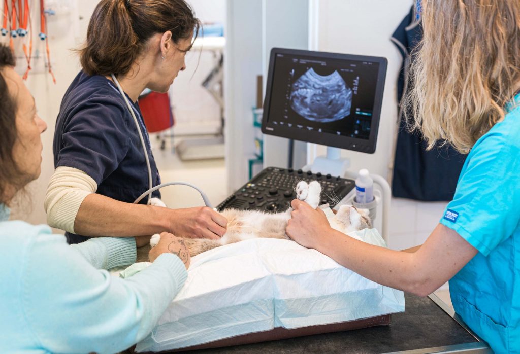 Echographie clinique vétérinaire Vétadour