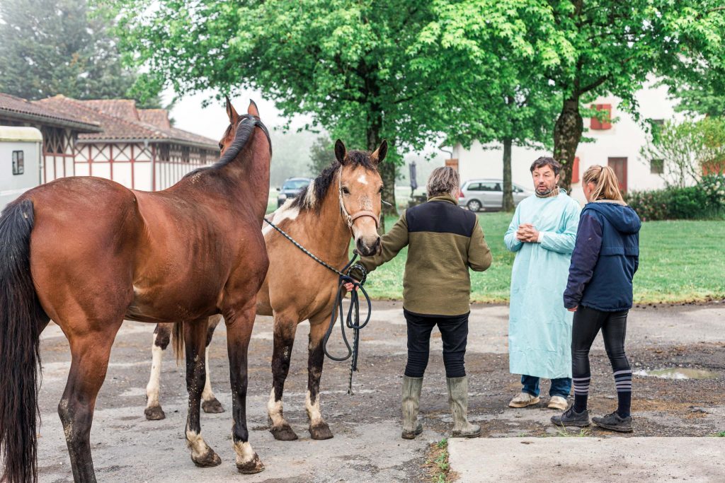 Consultation équine avec éleveurs clinique vétérinaire Vétadour
