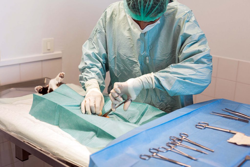 Chirurgie clinique vétérinaire Vétadour