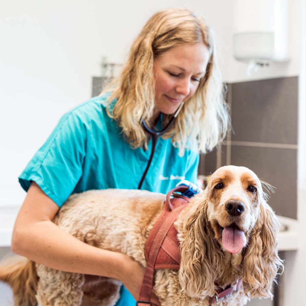 Consultation générale clinique vétérinaire Vétadour