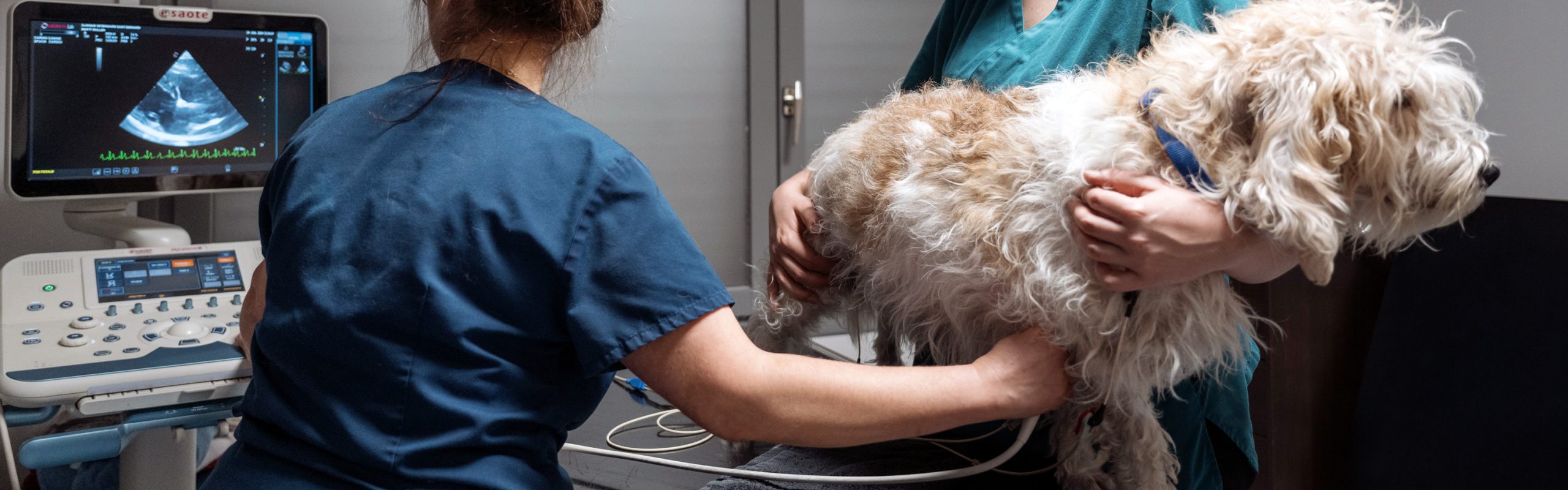 Echographie cardiaque